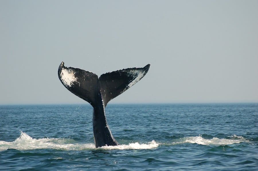 Whale tail flukes rising above ocean surface with waves and horizon in background